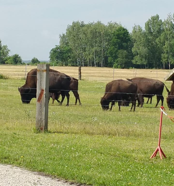 Buffalo Ranch Neukieritzsch